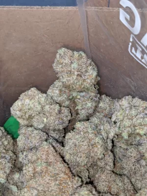 Ace of Spade Weed | Ace of Spades Kush | Buy ace of Spades Strain