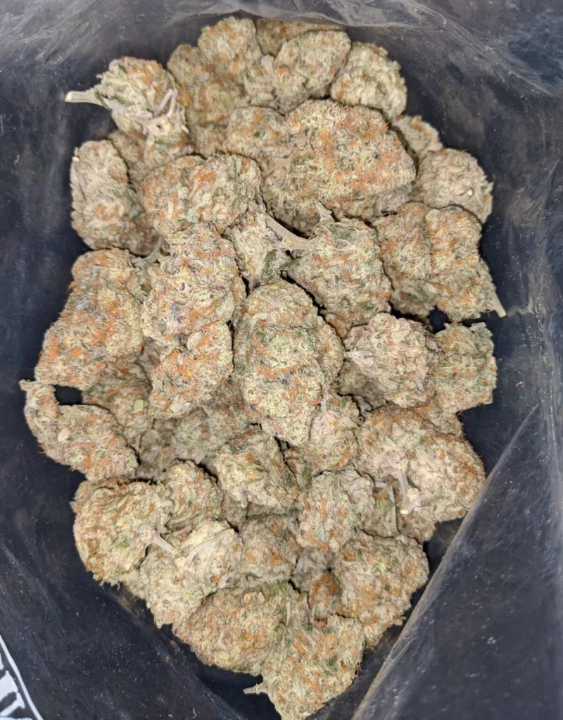 Florida Cake Weed | Florida Kush Strain | Jungle Boys Florida cake