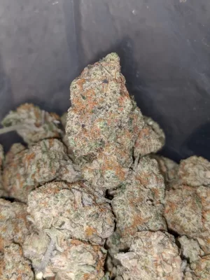 Florida Cake Weed | Florida Kush Strain | Jungle Boys Florida cake
