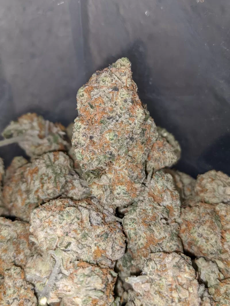Florida Cake Weed | Florida Kush Strain | Jungle Boys Florida cake