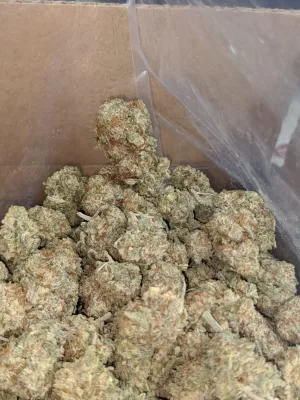 GSC OG strain