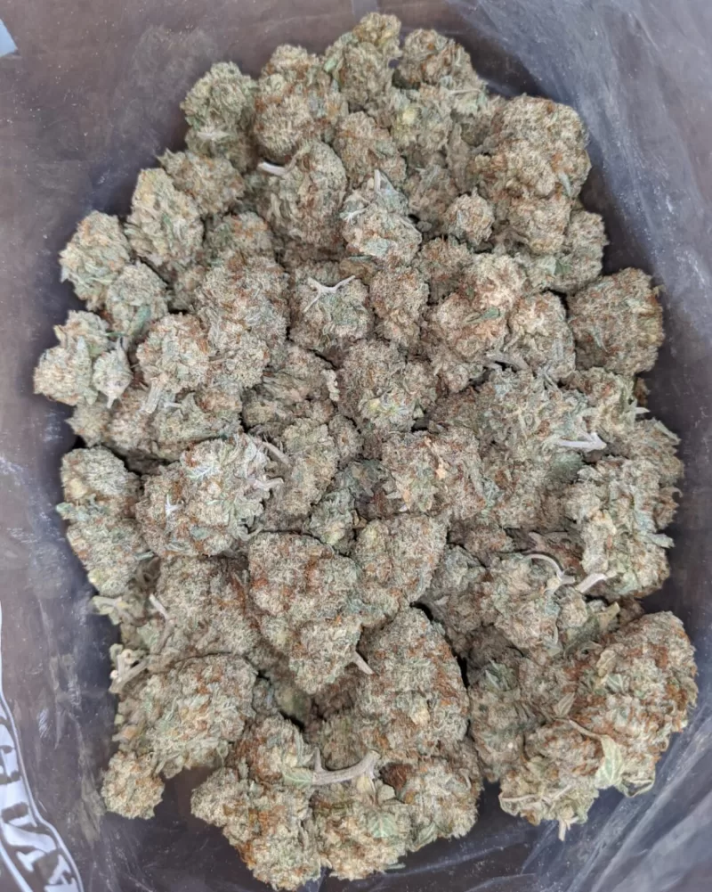 GSC OG strain