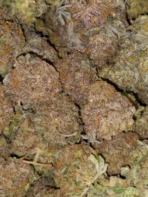 Lavender haze weed