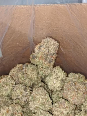 Purple Kush Cannabis- Purple kush weed- Buy Purple Kush online