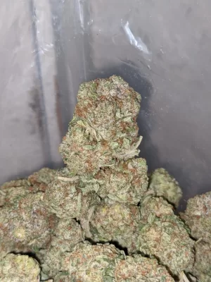 Sensi Star Weed | Buy Sensi Star Kush | Sensi Star cannabis strain