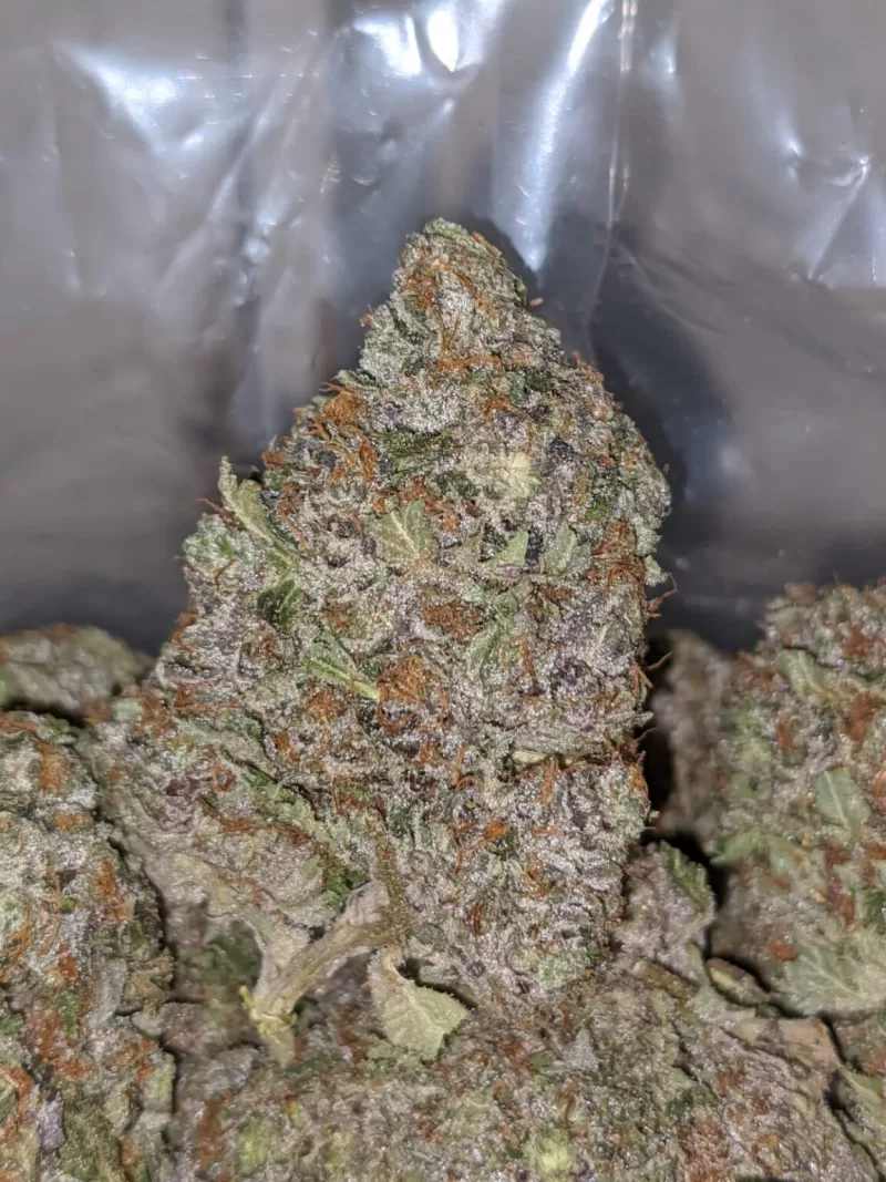 Skywalker Exotic | Skywalker Bud | Skywalker Cannabis Strain