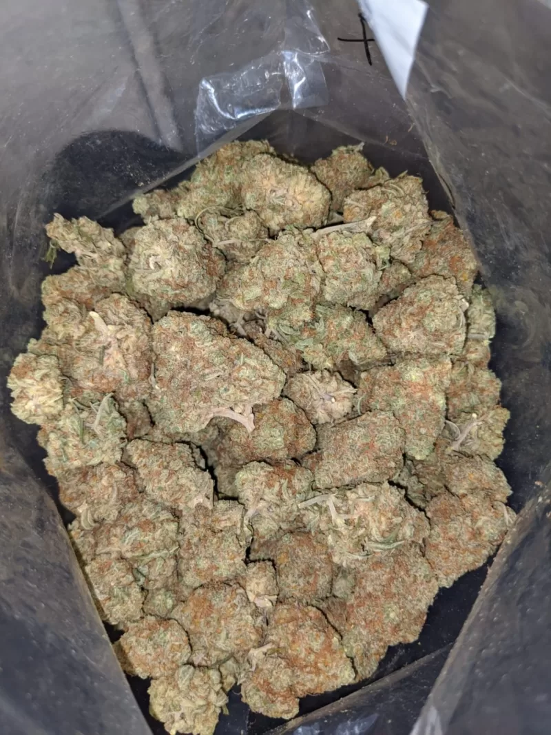 White Russian Marijuana strain | White Russian Strain for Sale