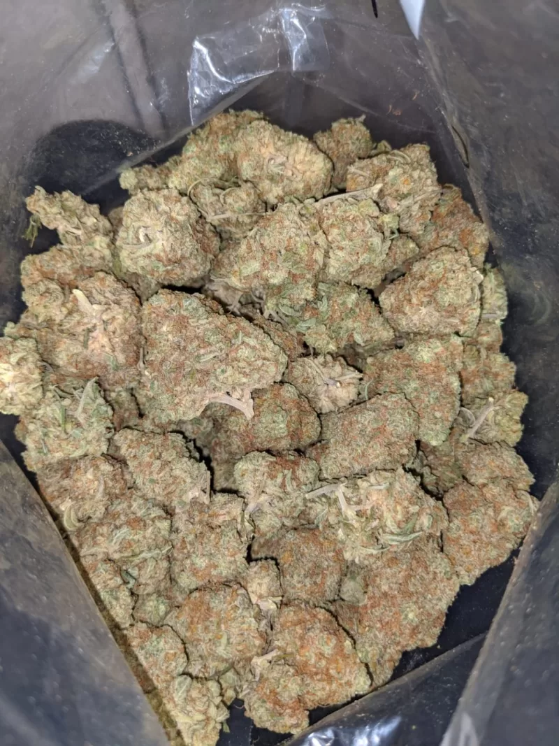 White Russian Marijuana strain | White Russian Strain for Sale