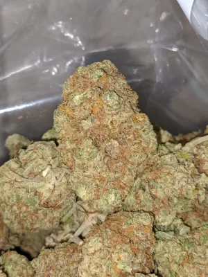 White Russian Marijuana strain | White Russian Strain for Sale