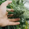 Sativa Side Effects: What Are They?