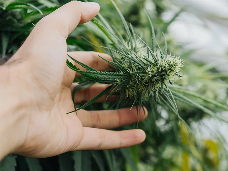 Sativa Side Effects: What Are They?