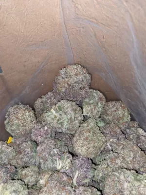 Durban Poison Weed Strain