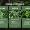 Indica vs. Sativa vs. Hybrid