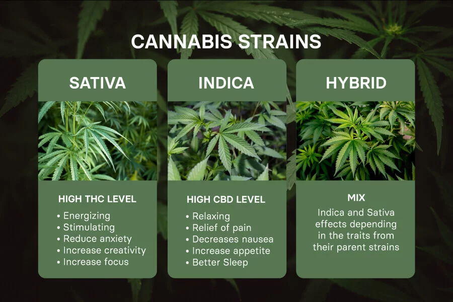 Indica vs. Sativa vs. Hybrid