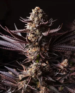 Indica Dominant Hybrids