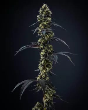 Sativa dominant Hybrids