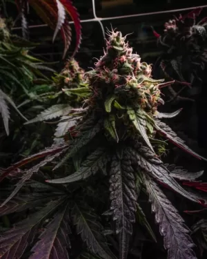 50/50 Hybrids