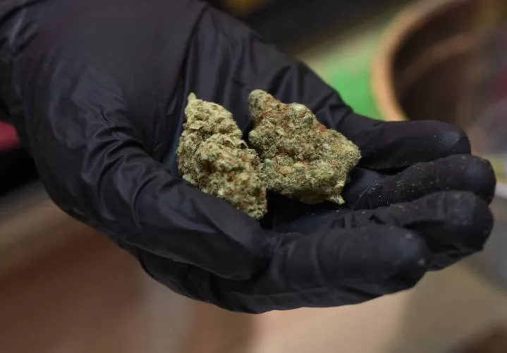 best online cannabis stores